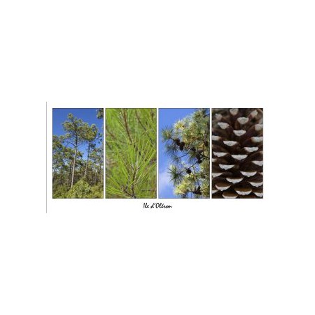 Carte postale panoramique Les pins sur l'île d'oléron IOPCM06