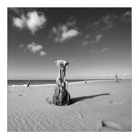 Carte postale île d'Oléron IOCNB013